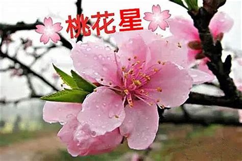 桃花旺的人|八字中带桃花的人特点 一生都带桃花的八字